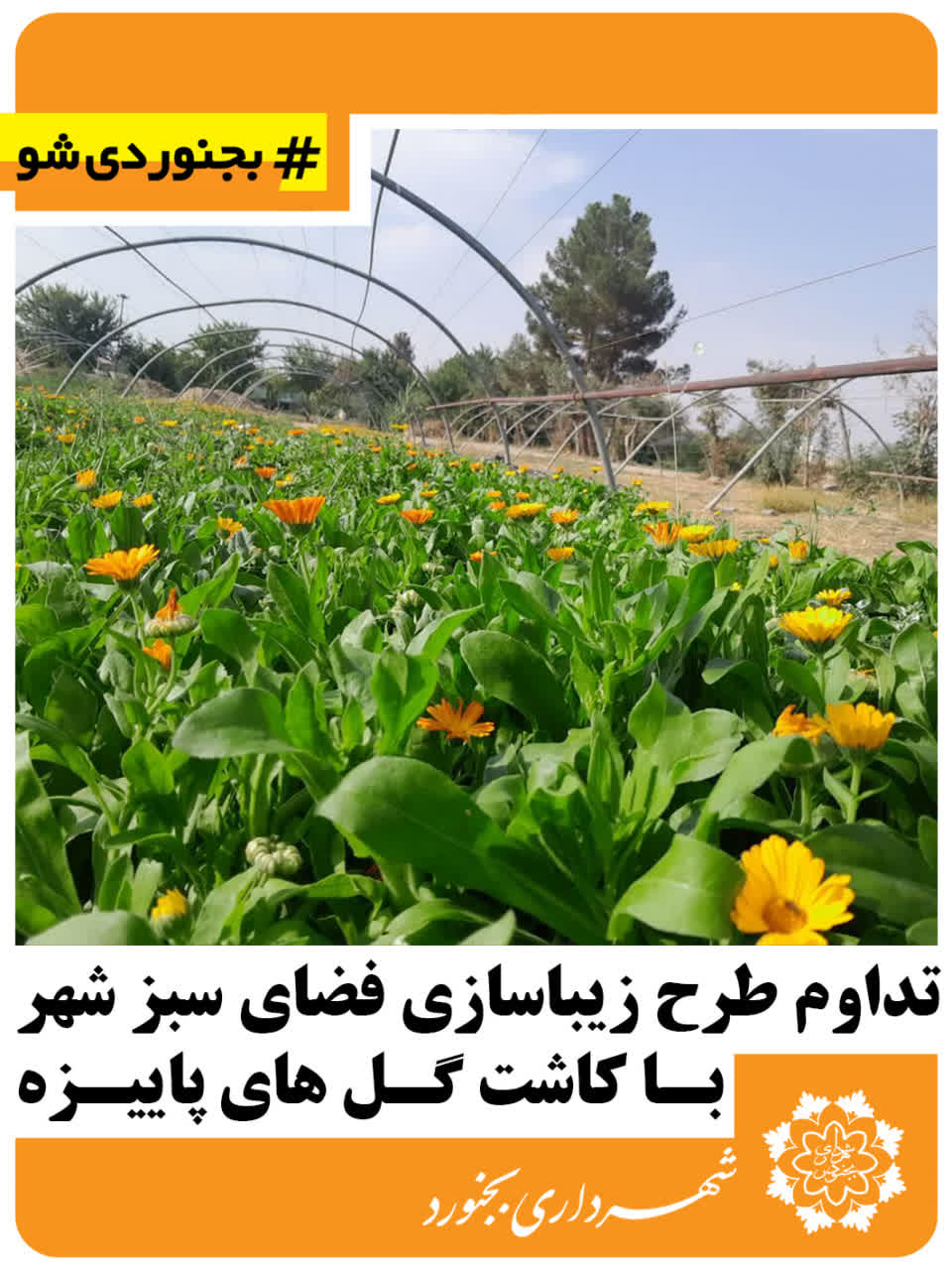 تداوم طرح زیباسازی فضای سبز شهر با کاشت گل های پاییزه.